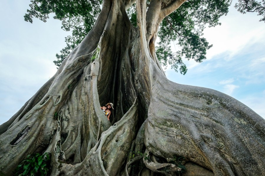 White Tree at Tua Village