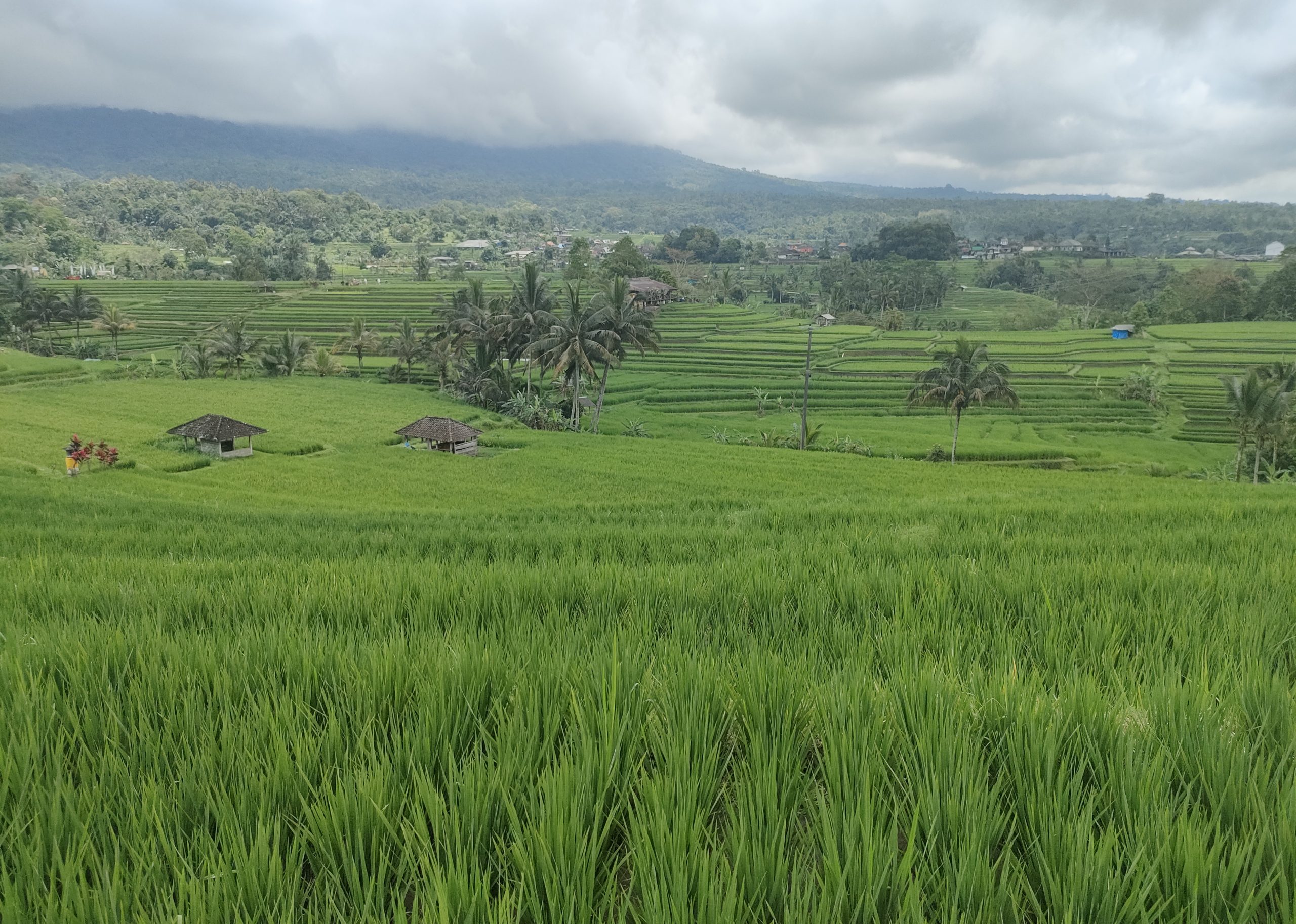 Jatiluwih Rice Terrace